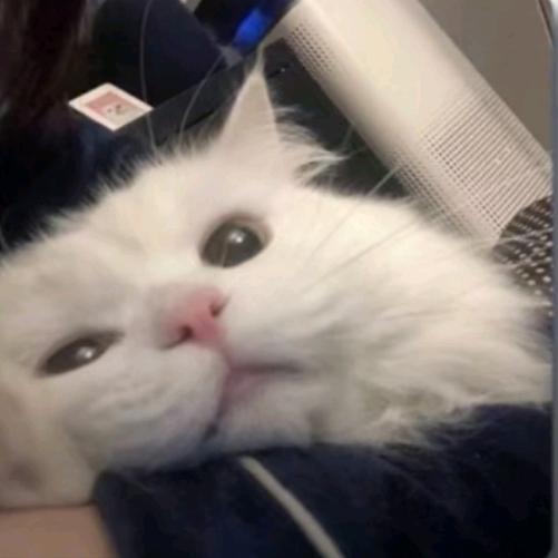 不是吃就是睡