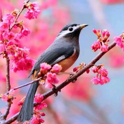 南僧台大老王999