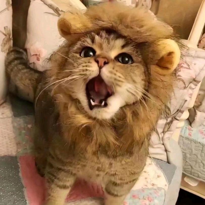 安笙の猫头像