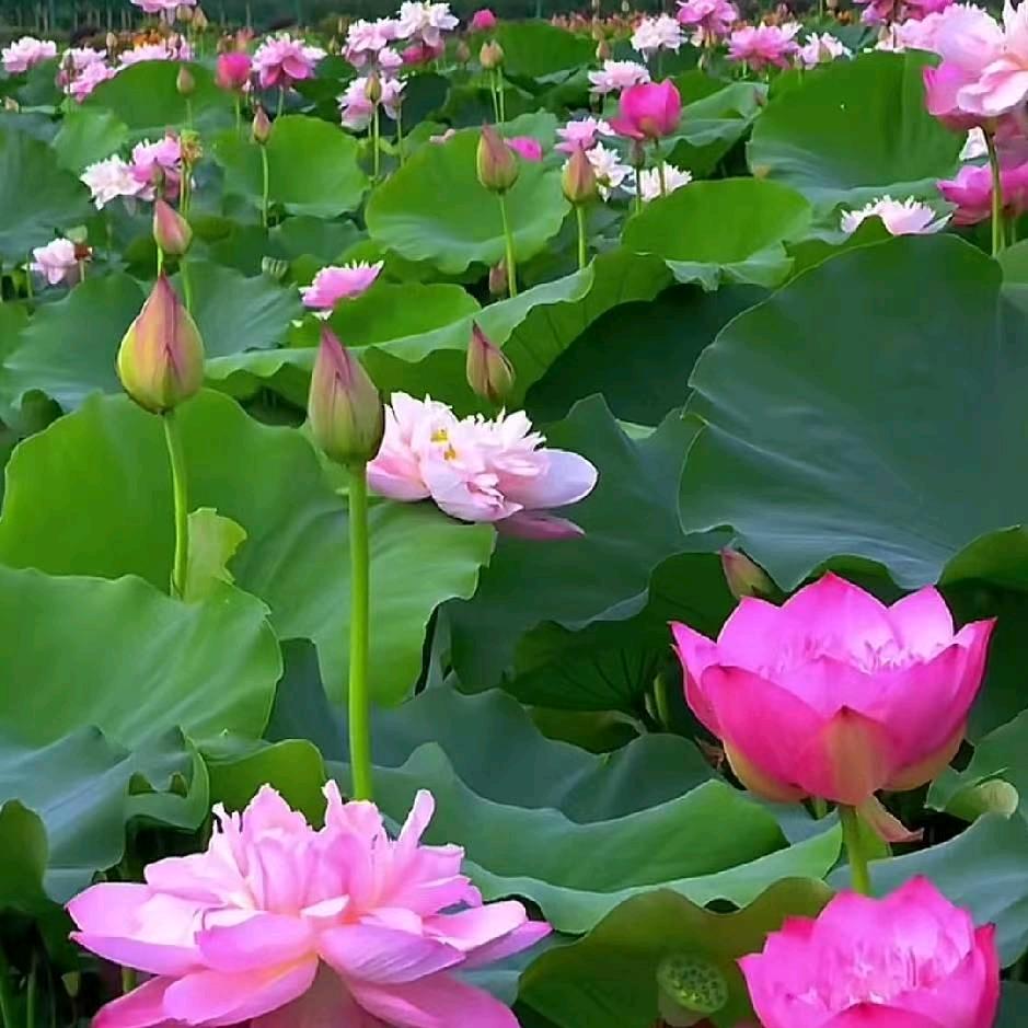 张小七7️⃣。