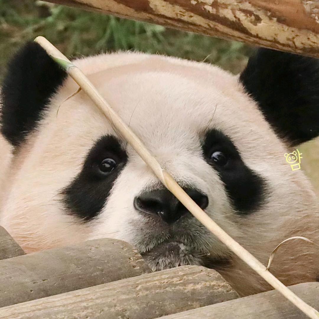 子曰