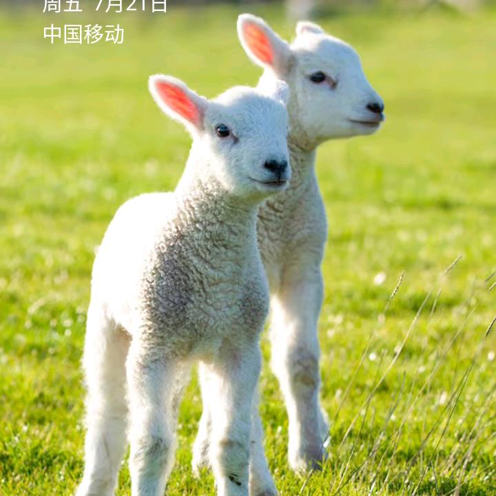 @羊官小张@