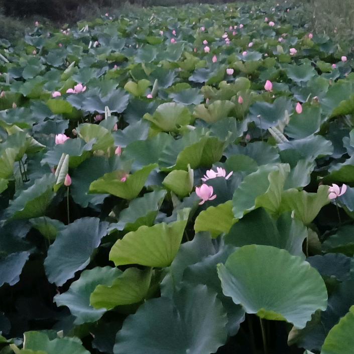 与你一杯快乐