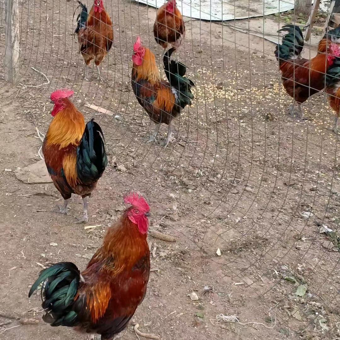 定兴县冯爽食品销售店