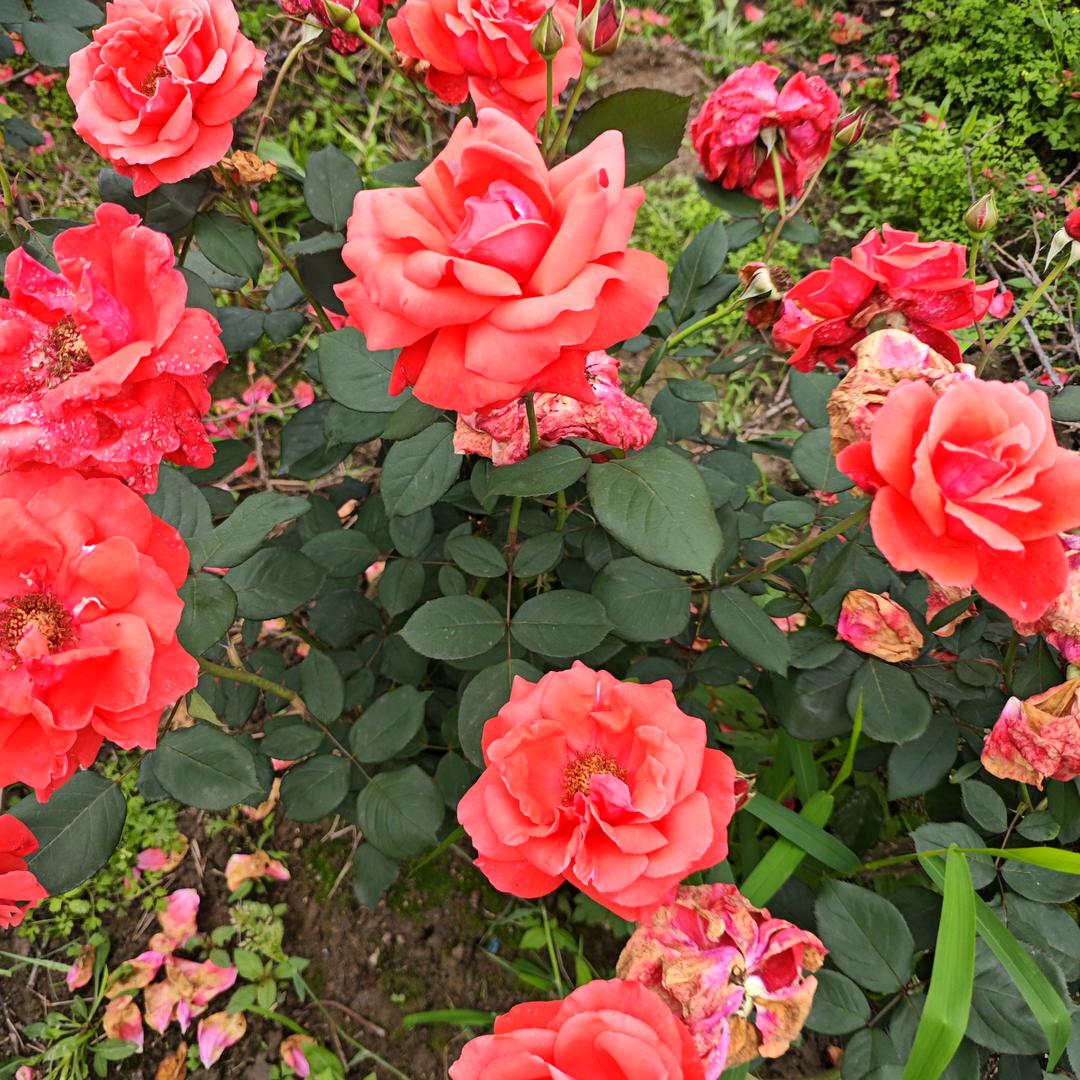 花一样的女人😄