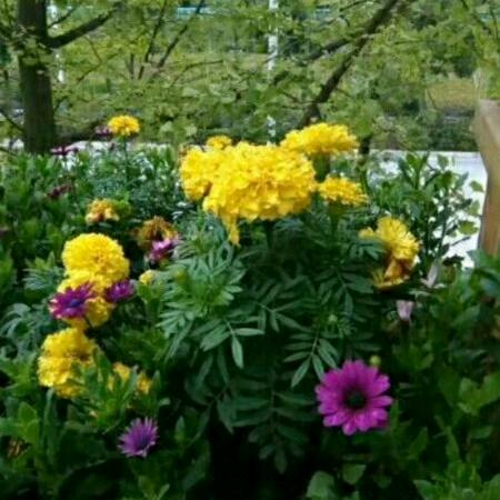 钱由花