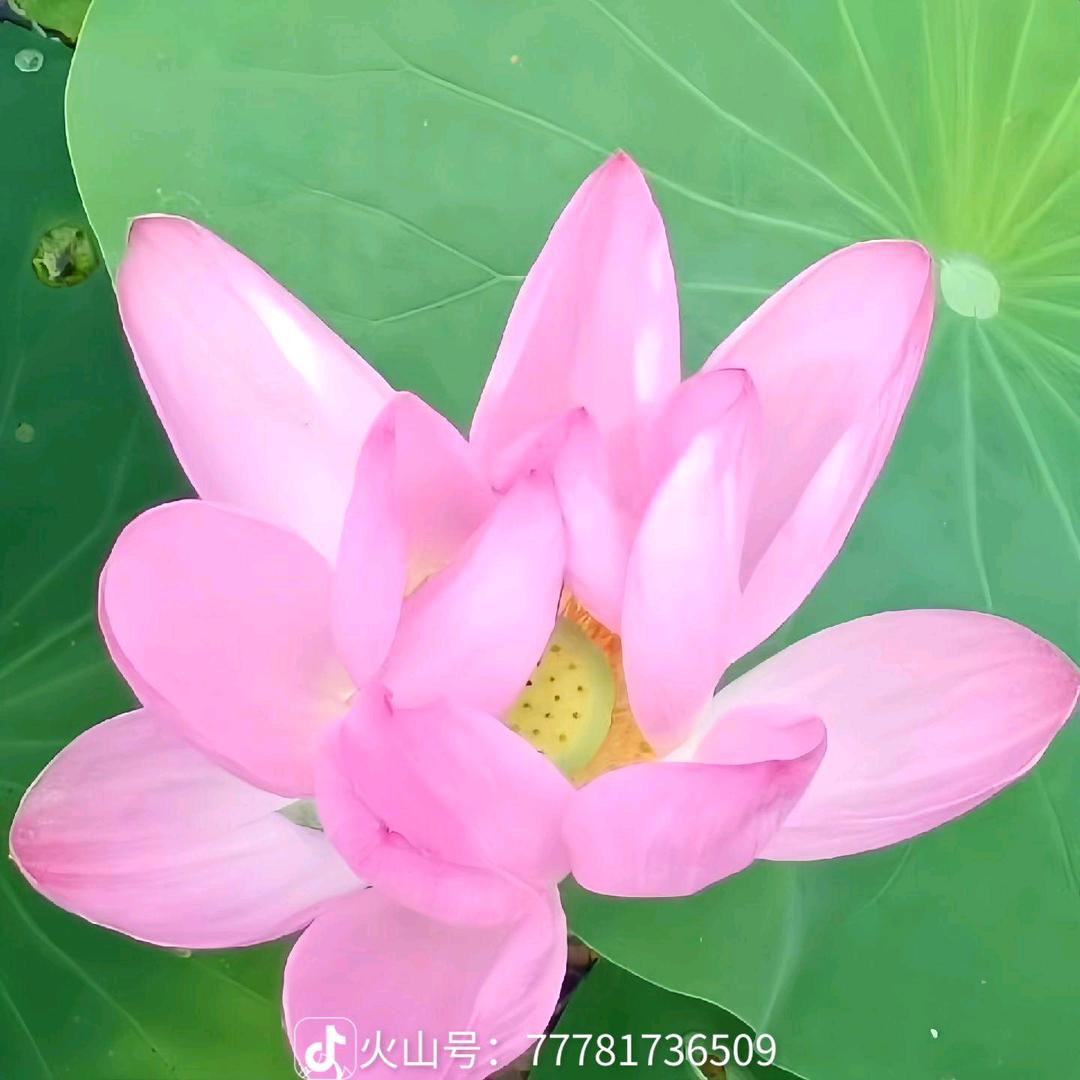 天天开心77