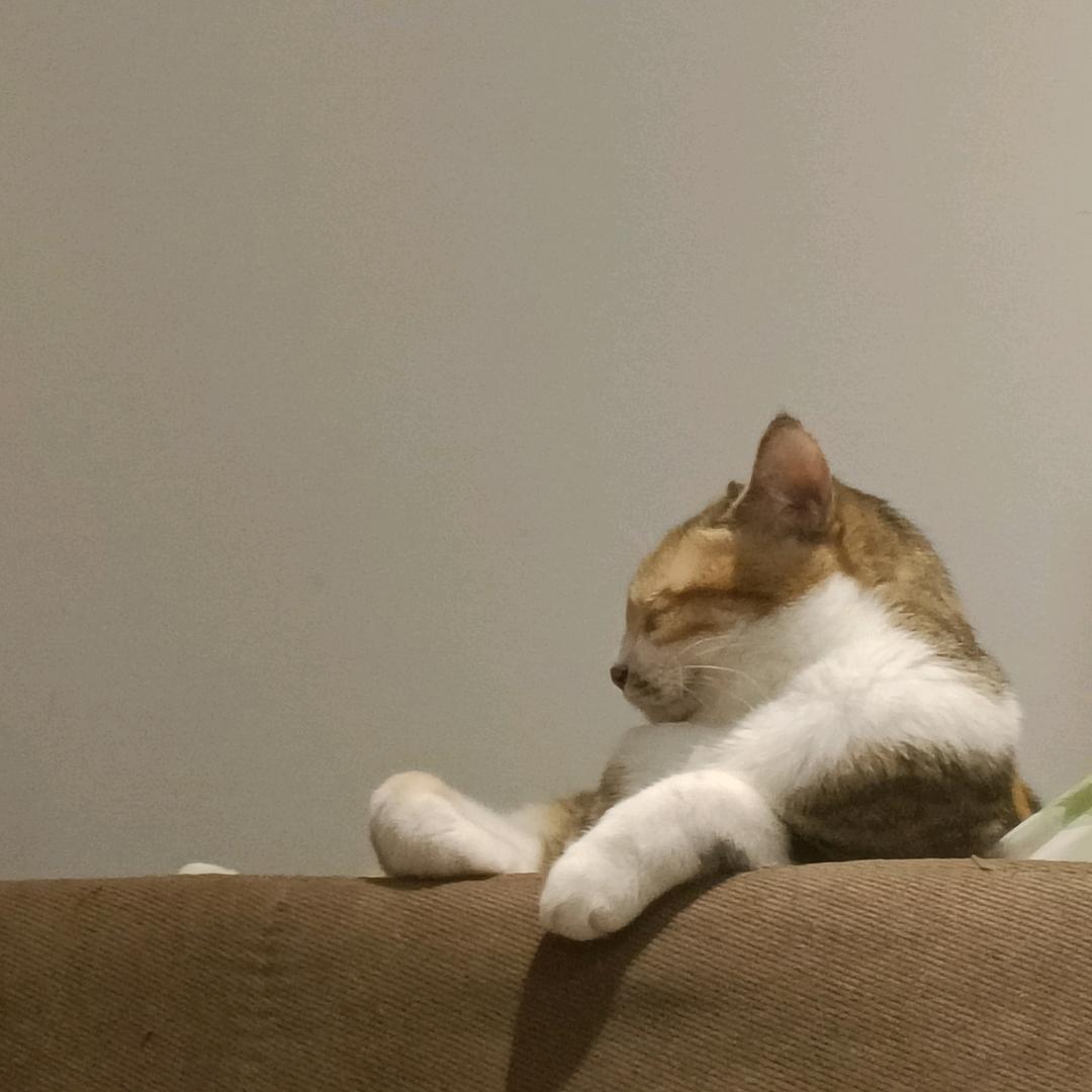 陆羽（三角洲行动）