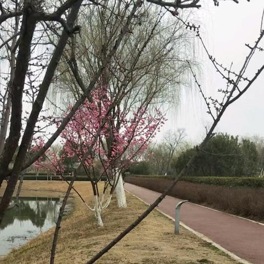 阿愚