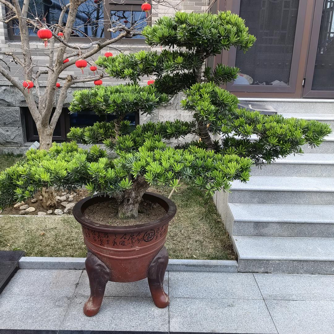 章丘凌云花卉苗木基地🇨🇳🍶