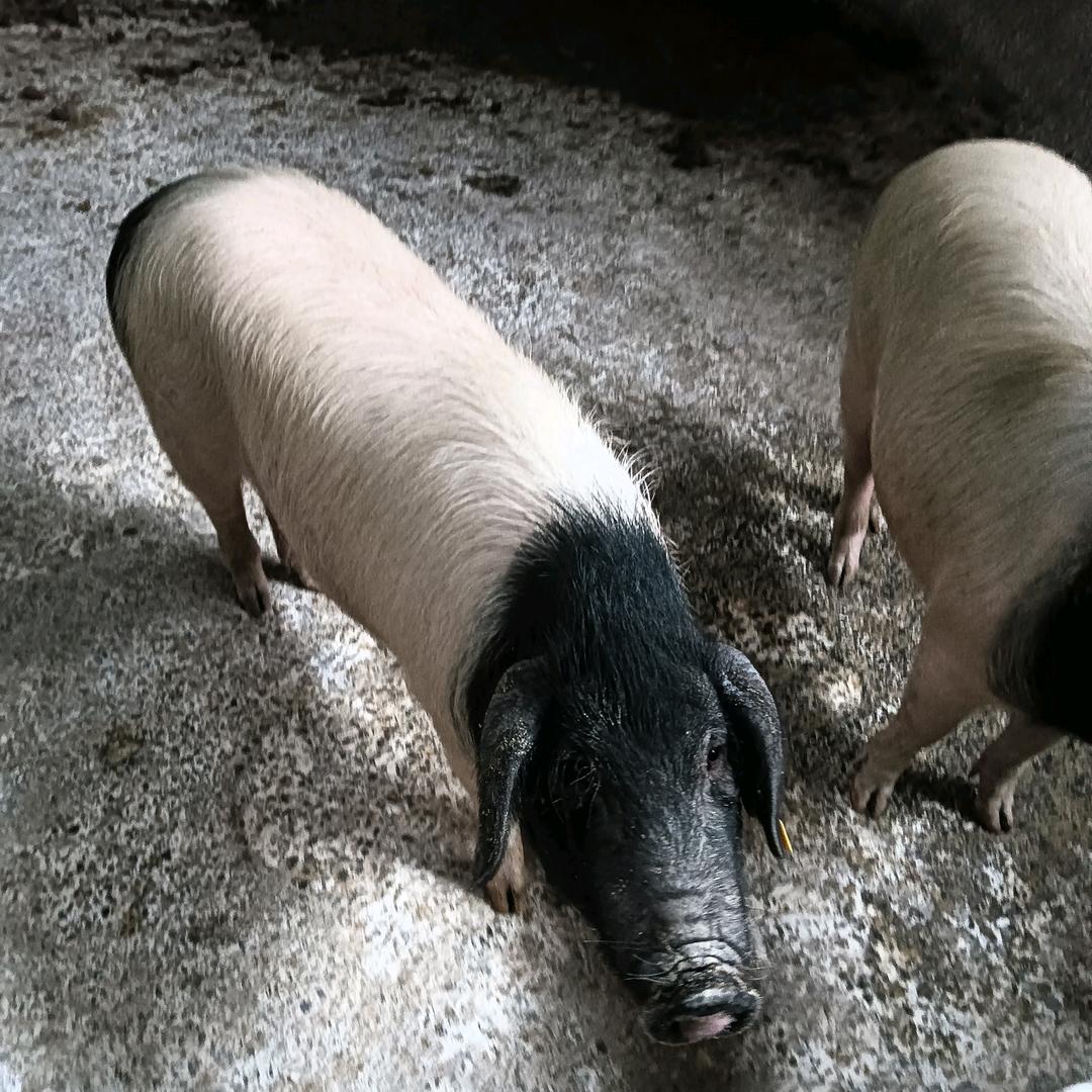 金华两头乌熊猫猪（洪铭涛）