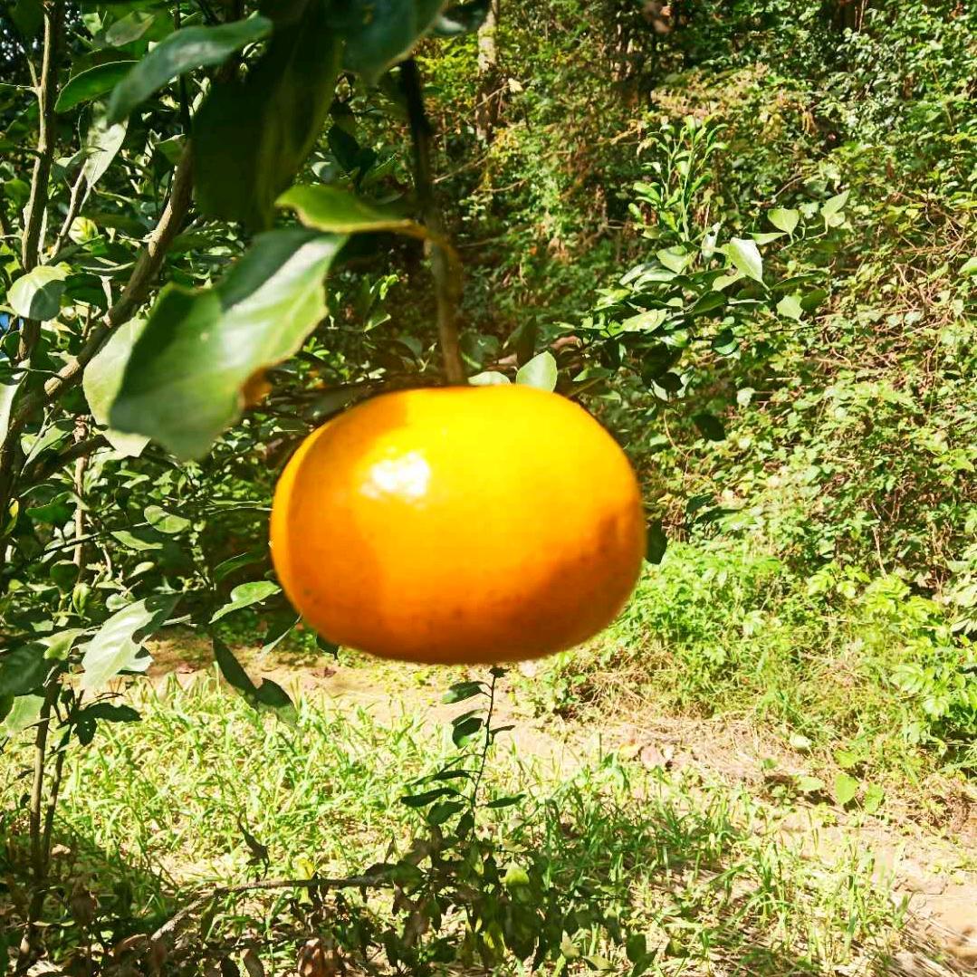 Shi莲