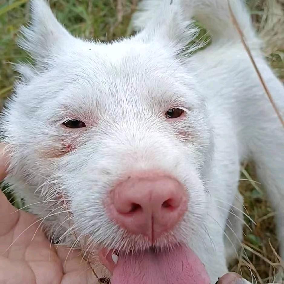 贵州陆哥实战土猎犬繁训基地