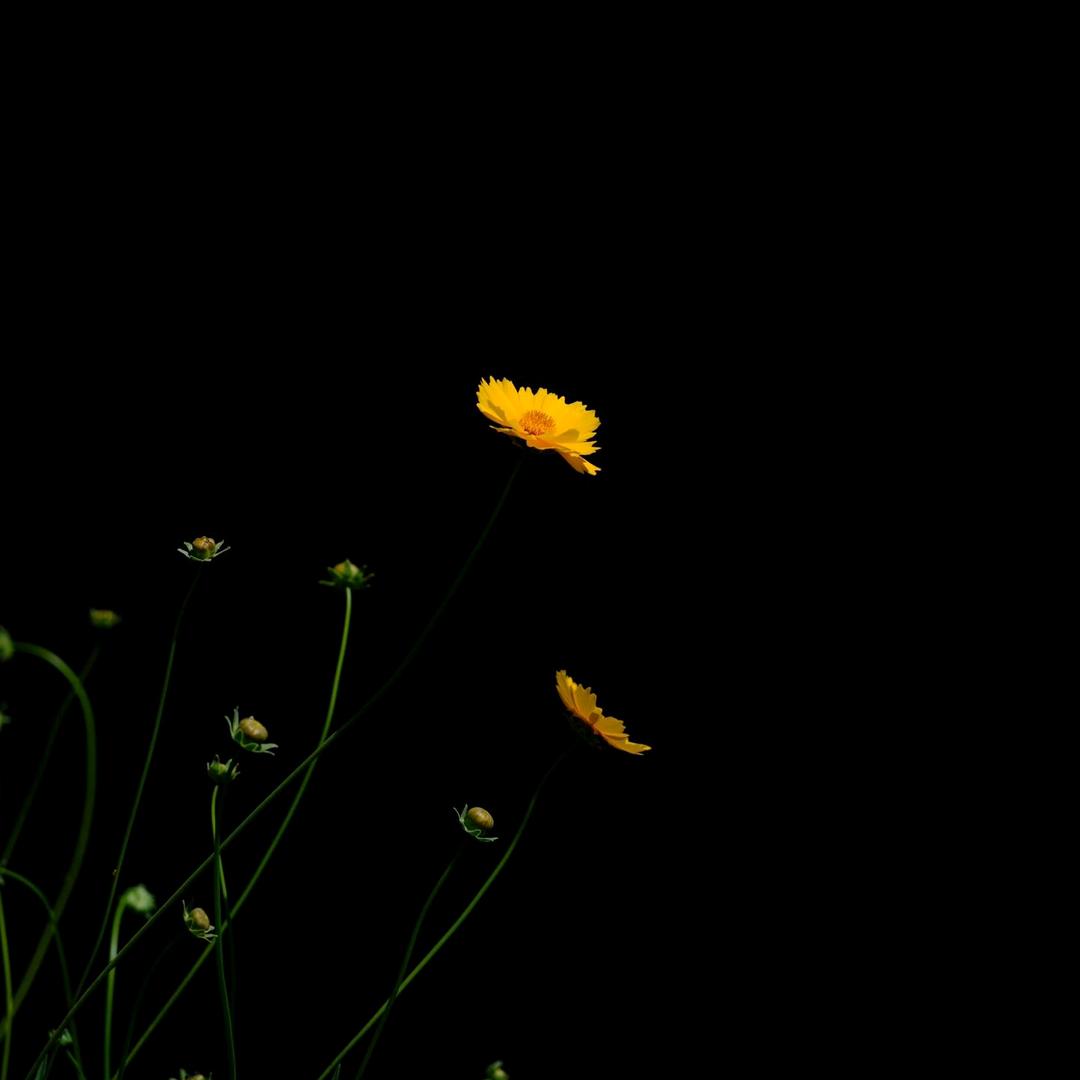 吉星高照，内外平安好运来