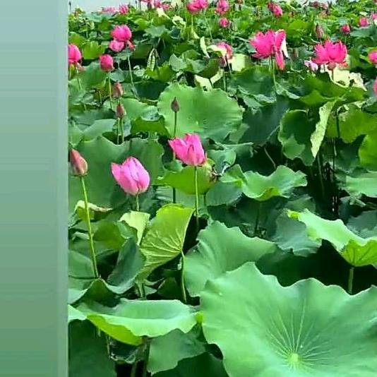 荷花🌸