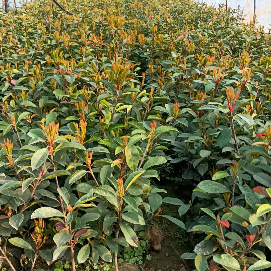 花木种植户凤姐