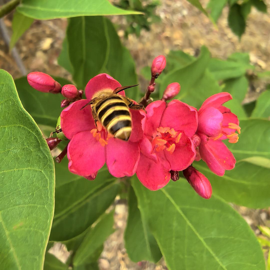 花若盛开，蝴蝶自来🫰