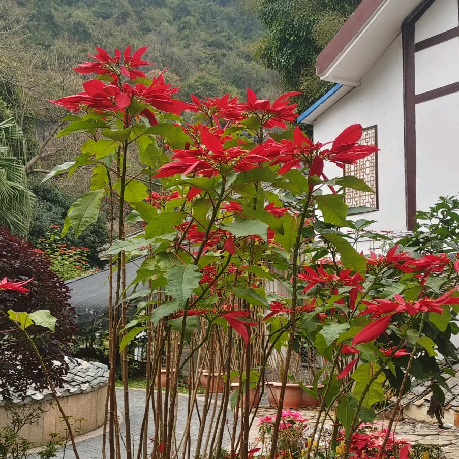 漂亮花
