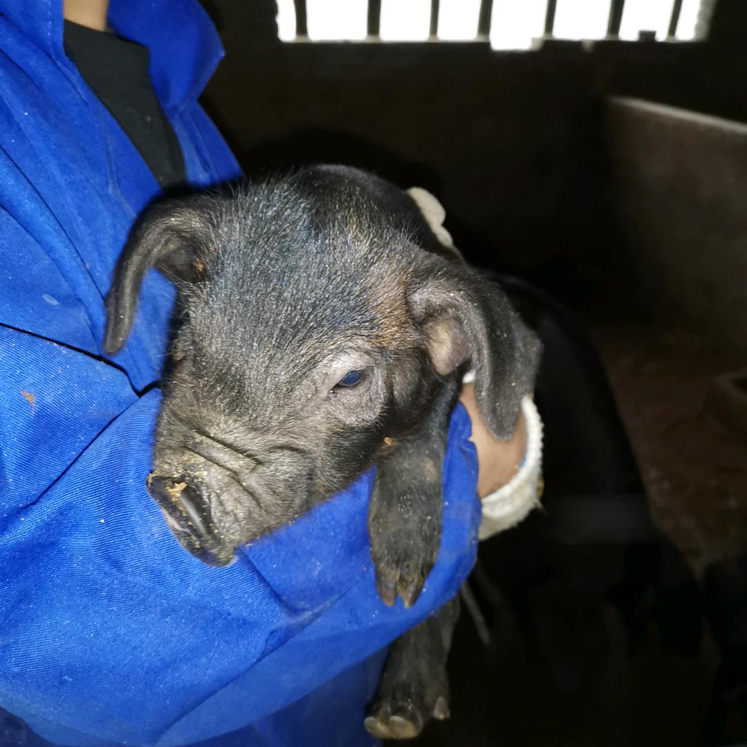 农村养猪小伙子