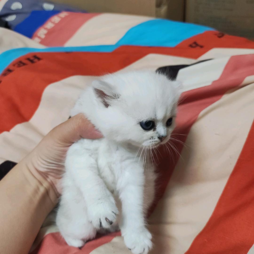 爱听歌的钢铁侠