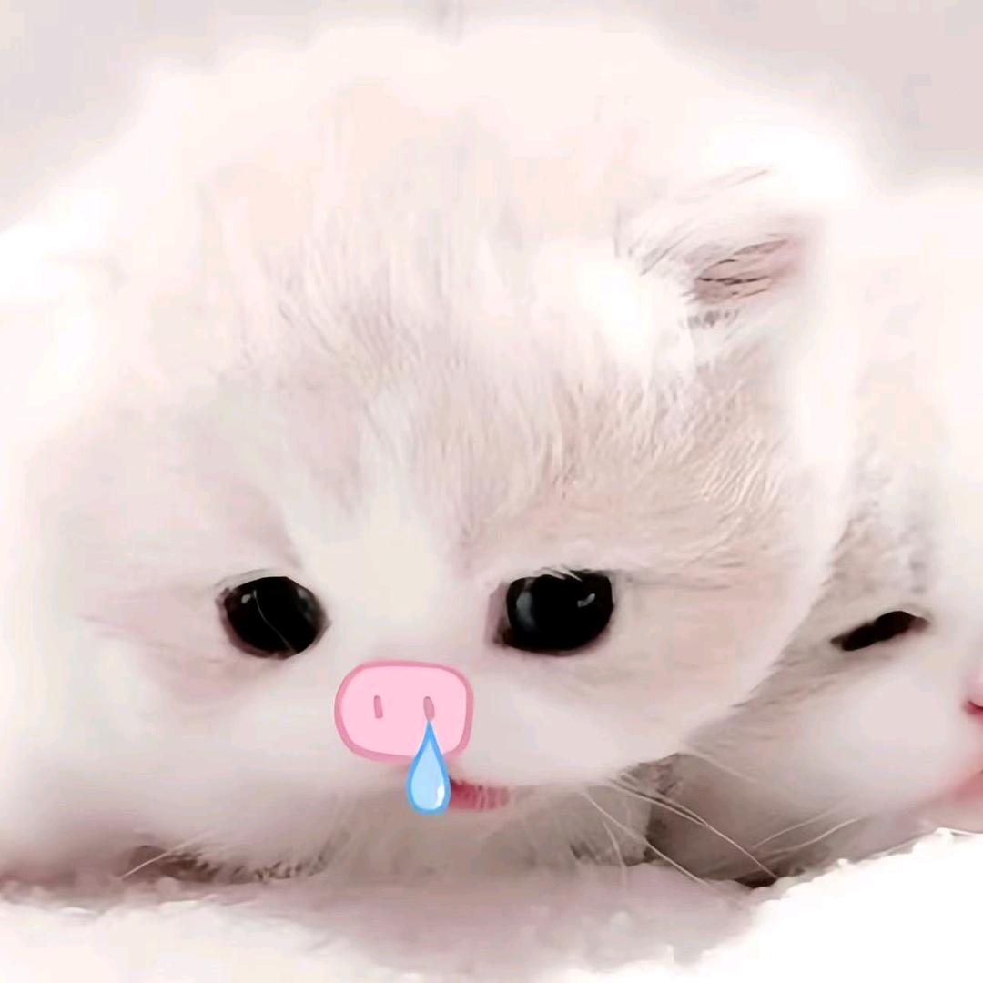 >ᴗO