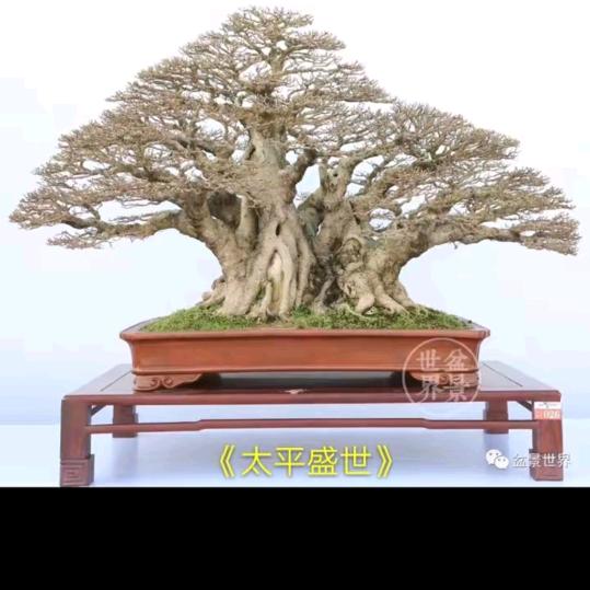 辫子哥