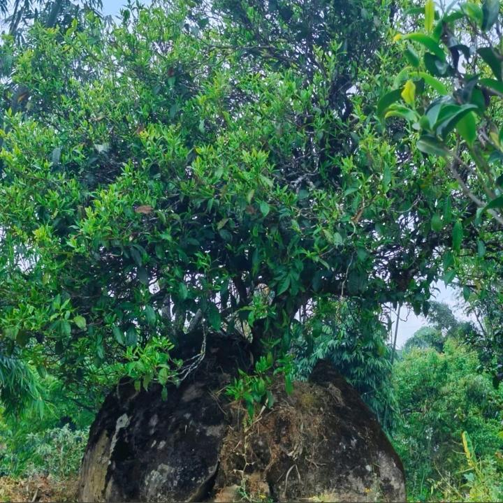 🍃茶🍃农🍃小赵
