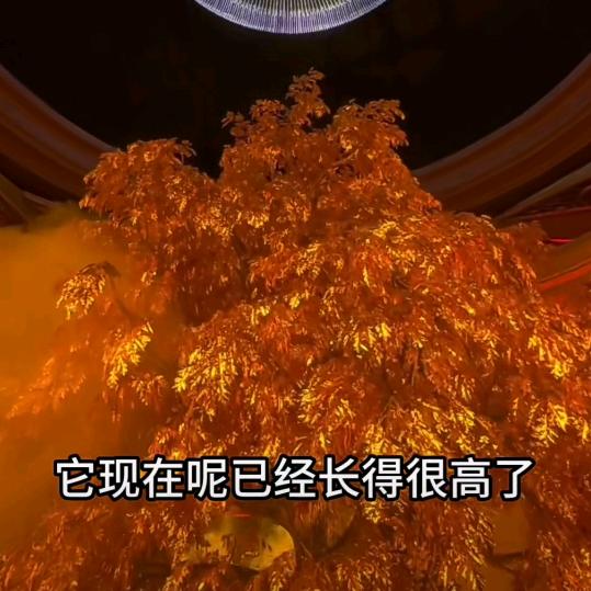 乔家院。