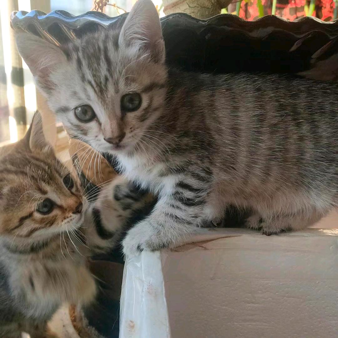 社会你财哥（周六周天下午直播）