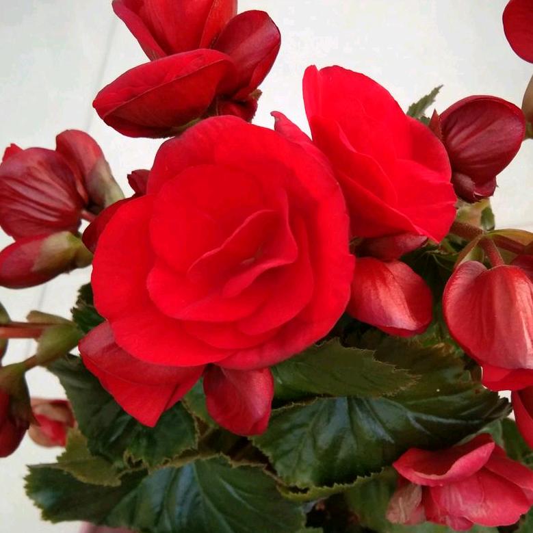 用户865968彩云之南