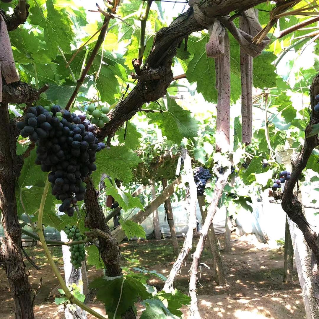 老周萄葡（助农）