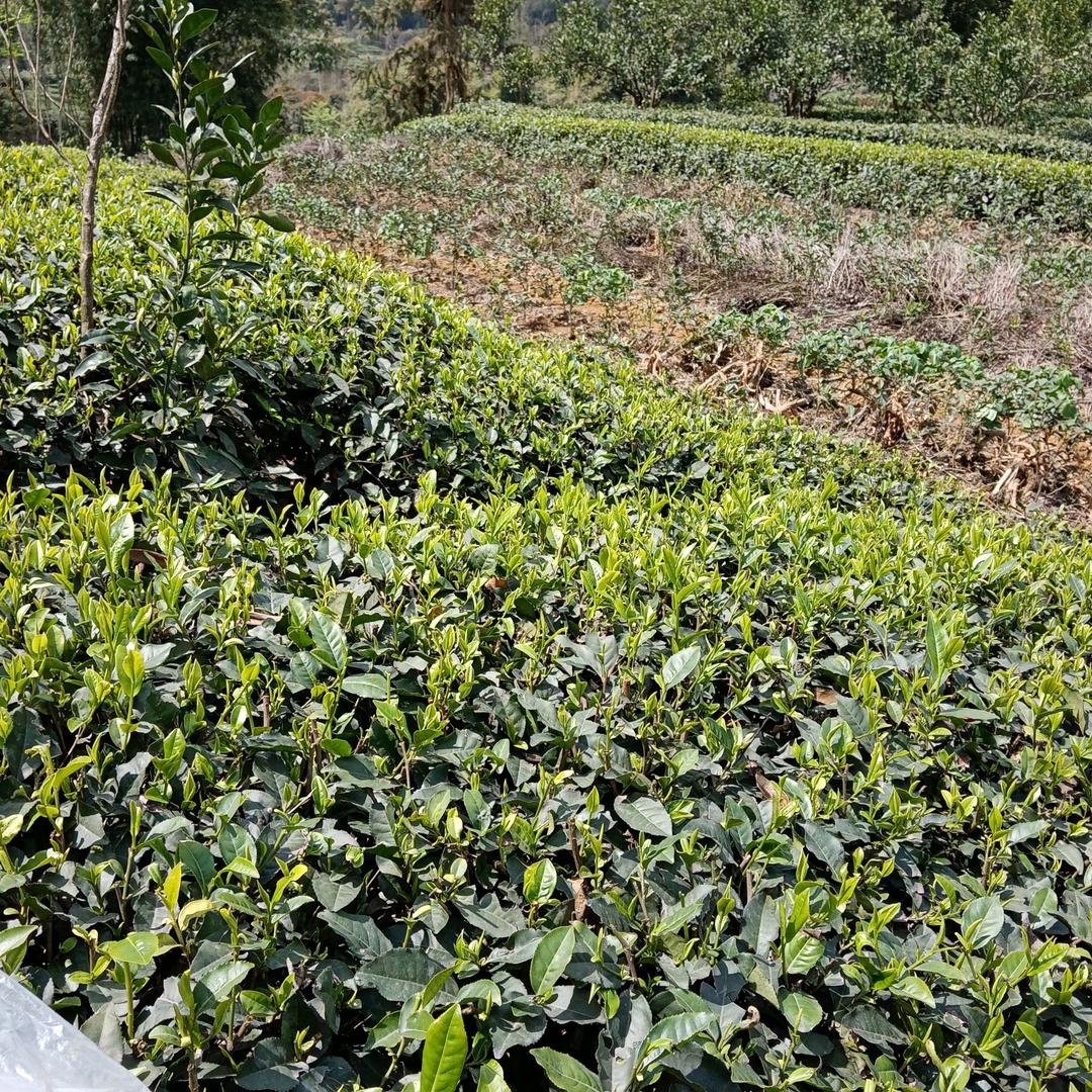 【831870192】茶叶大姐
