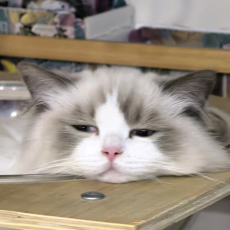 TIMI🐱mi