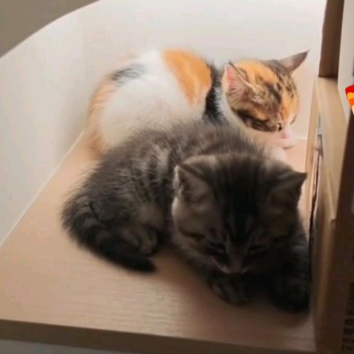 二萏🐱二妞