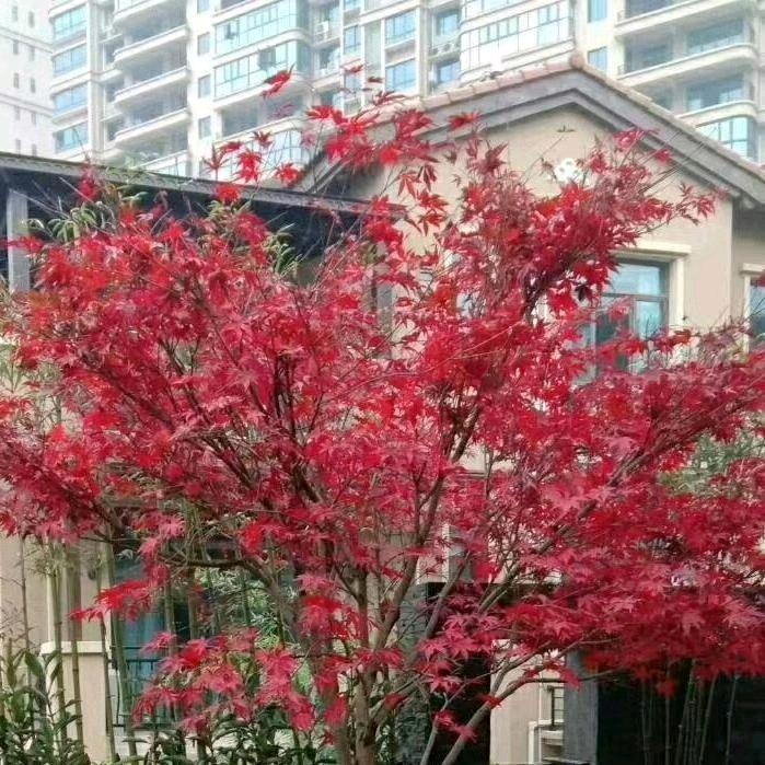清晨的太阳