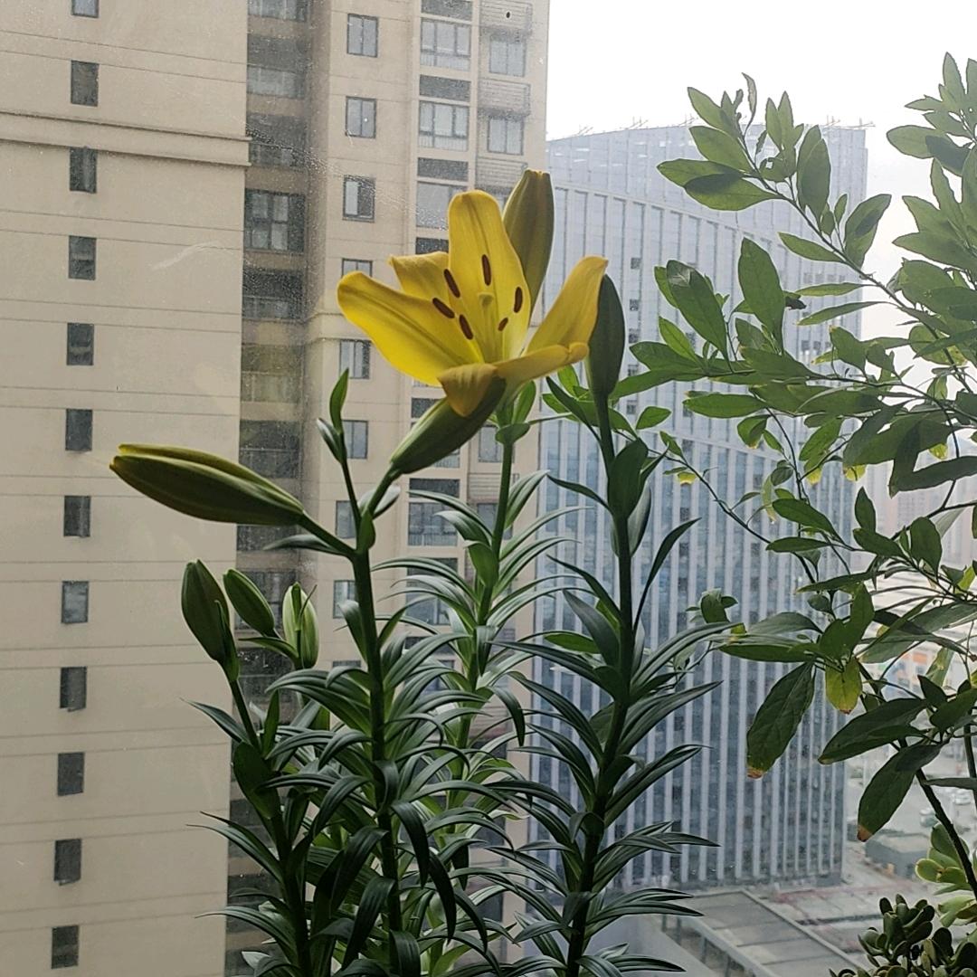 昊优优选