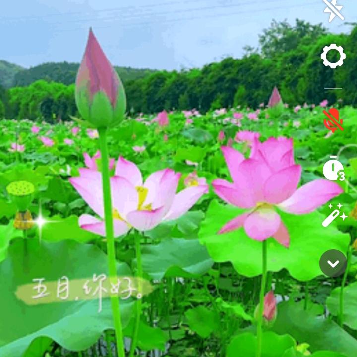 五朵金花