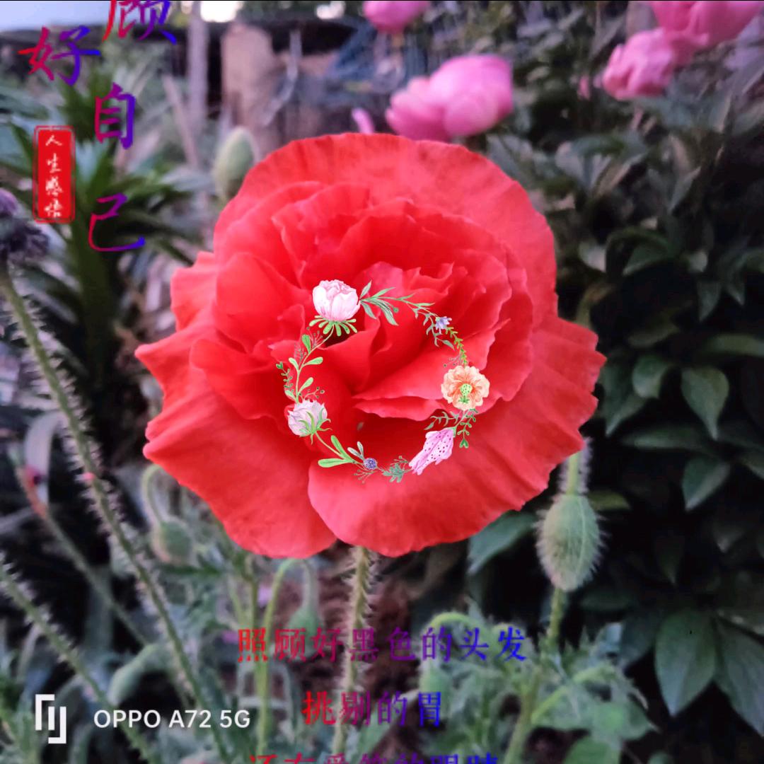 转এ᭄ꦿ角ღ变成ღ᭄回忆