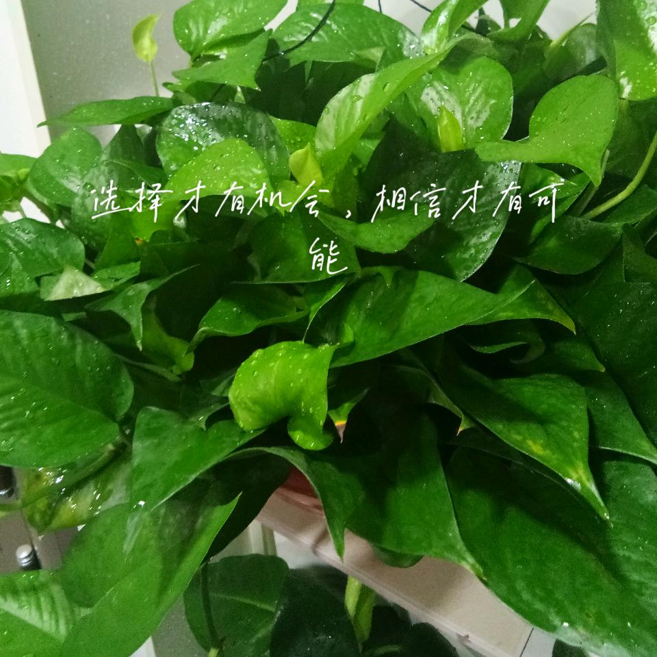 新多安全门