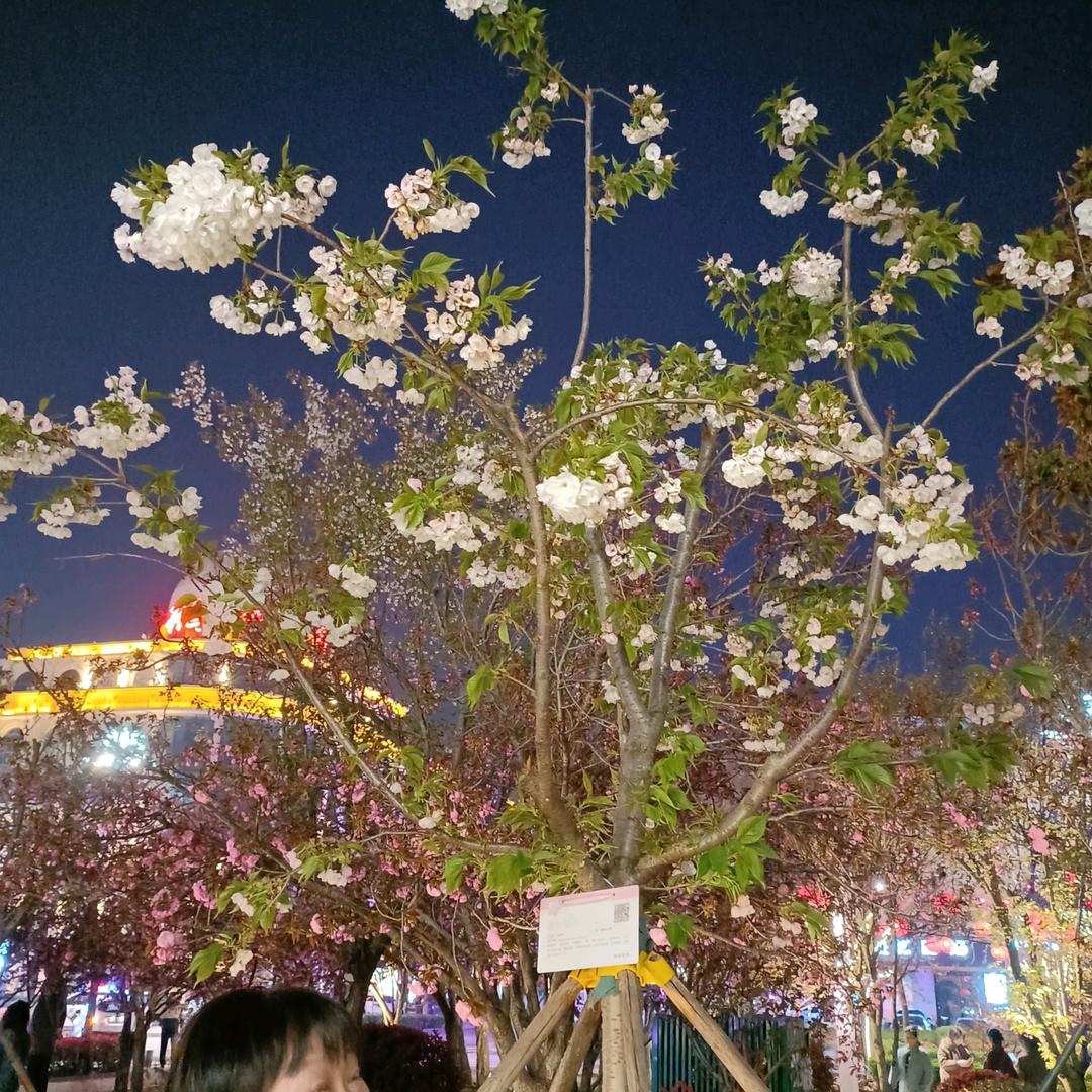栾老二