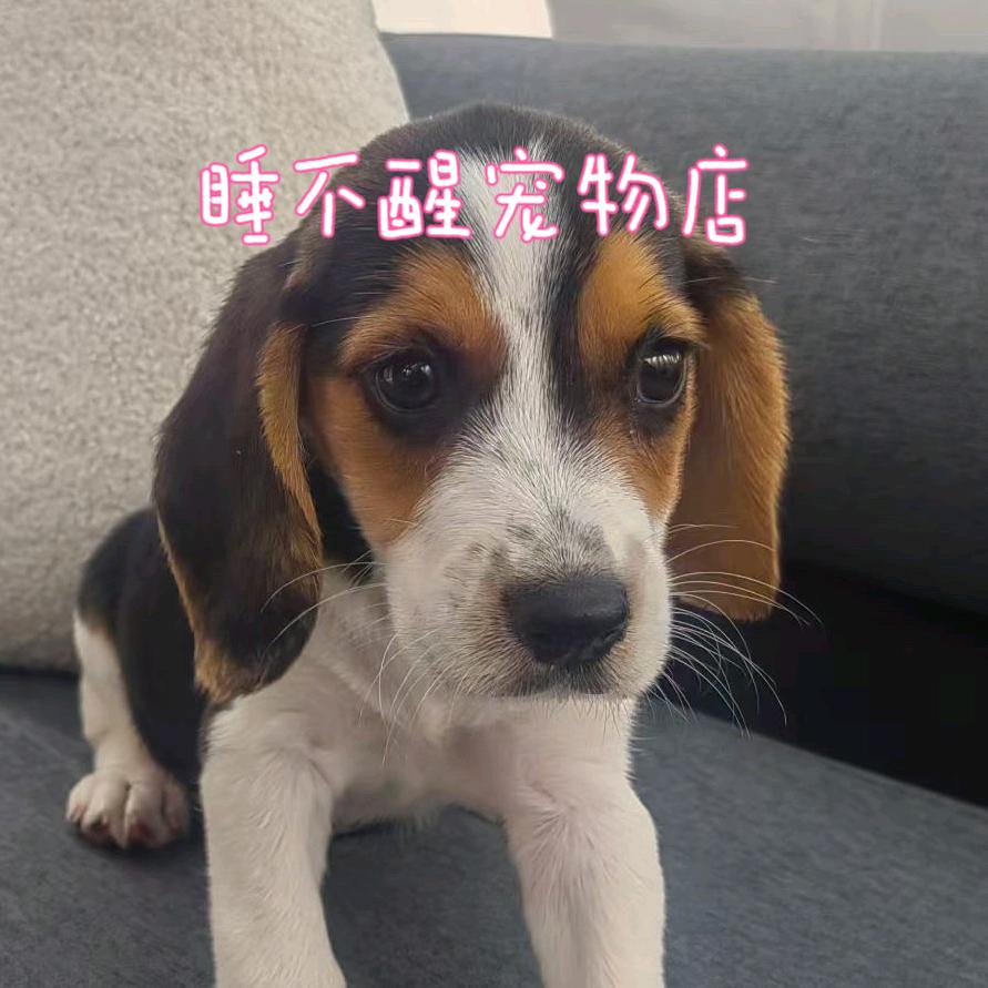 睡不醒玩具屋