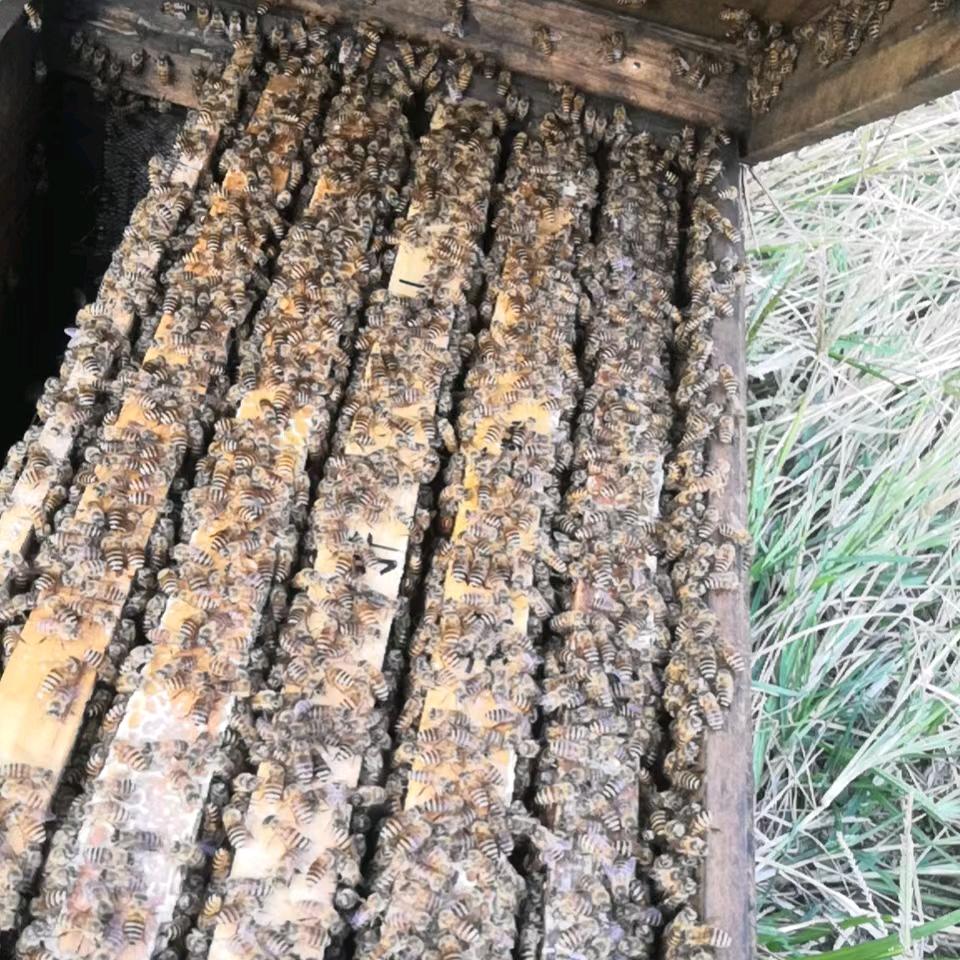 太华蜂业合作社。（供应中蜂种群）