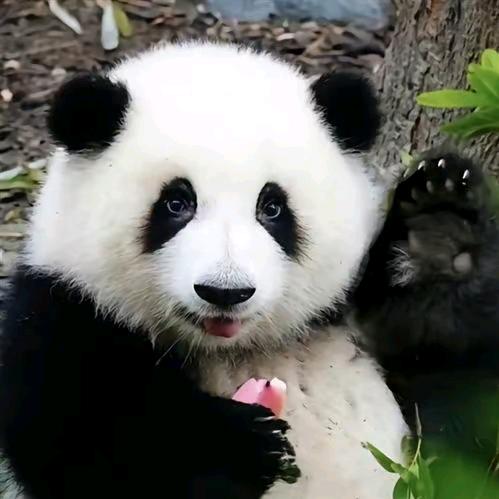 可爱的小熊