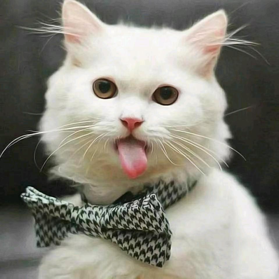 开小差美食好物站（直播筹备中）