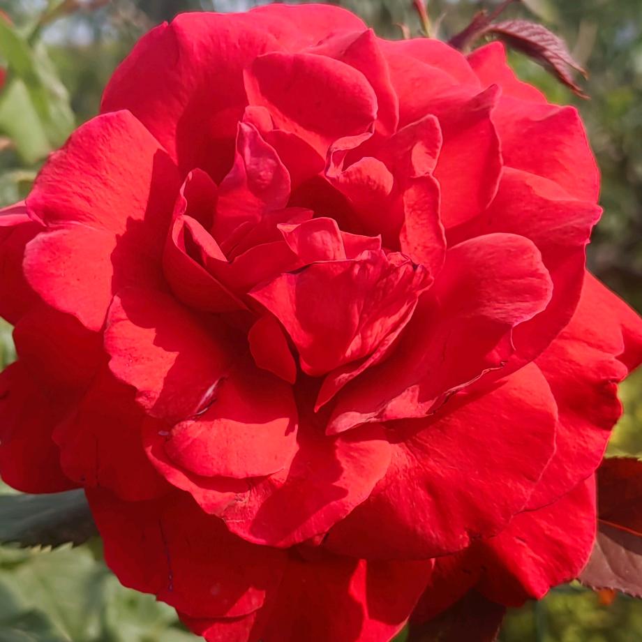 🌹花一样的世界🌹