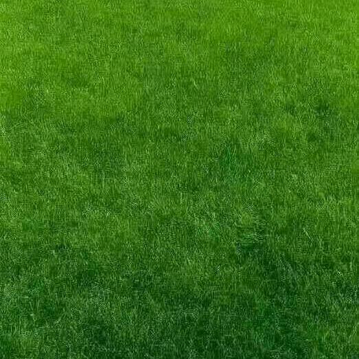 阿妹