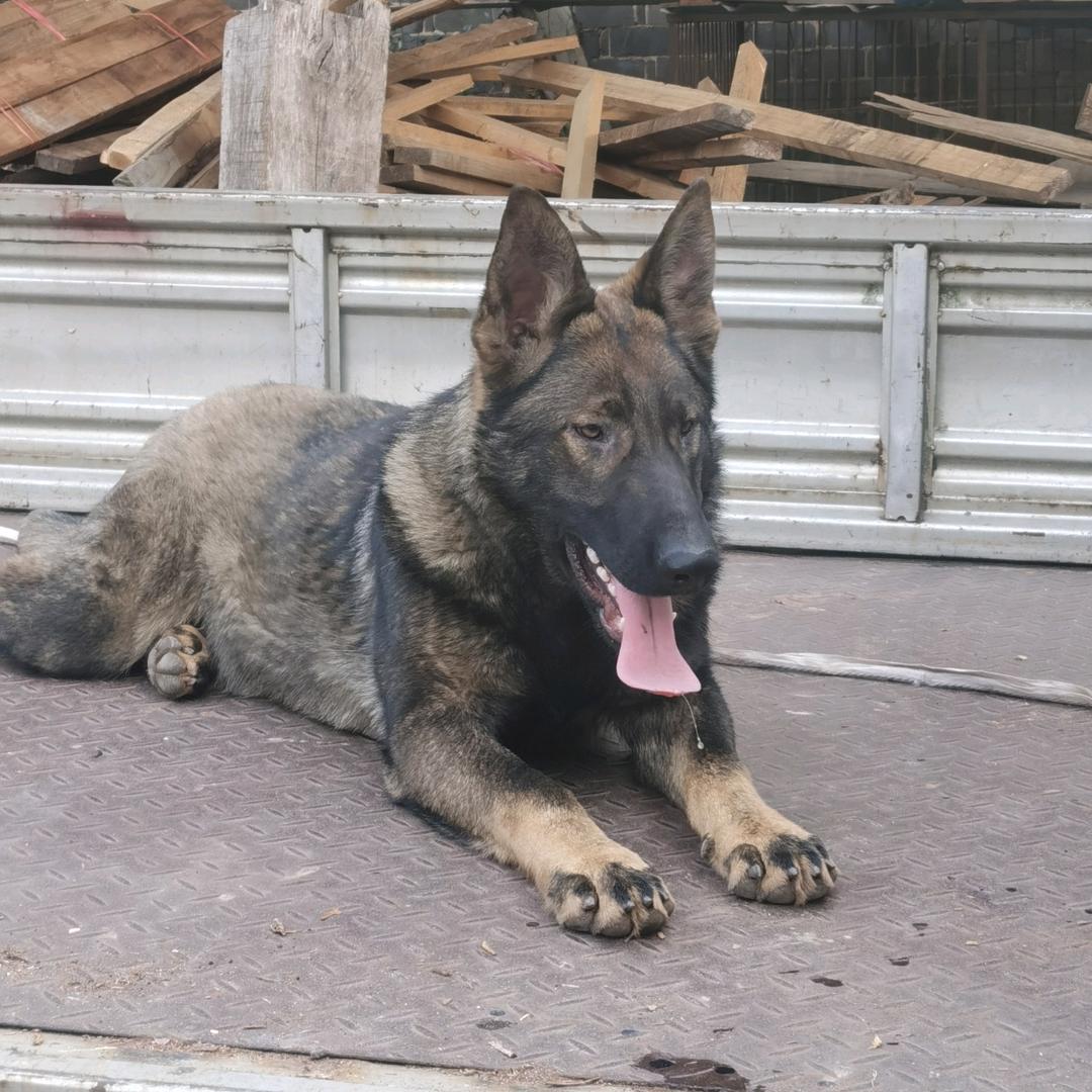 东德牧羊犬玩家