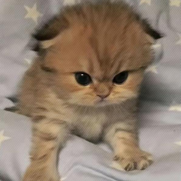 伯