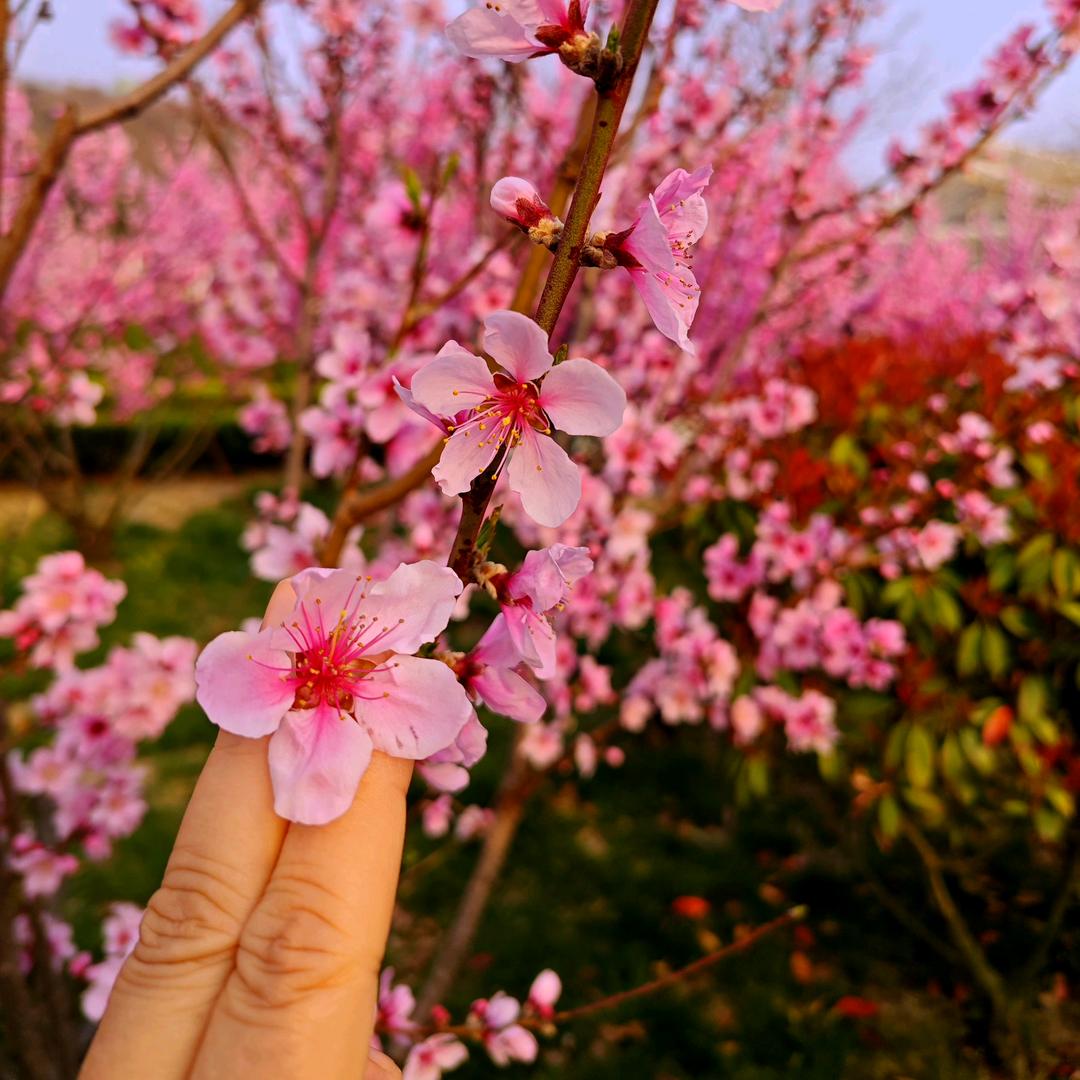 ꧁迷离༻半世烟火🌼🌺