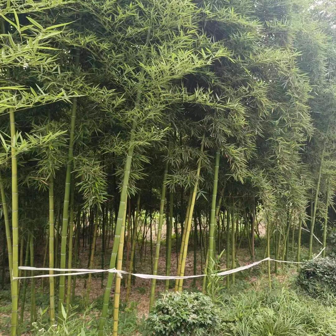 向往明天